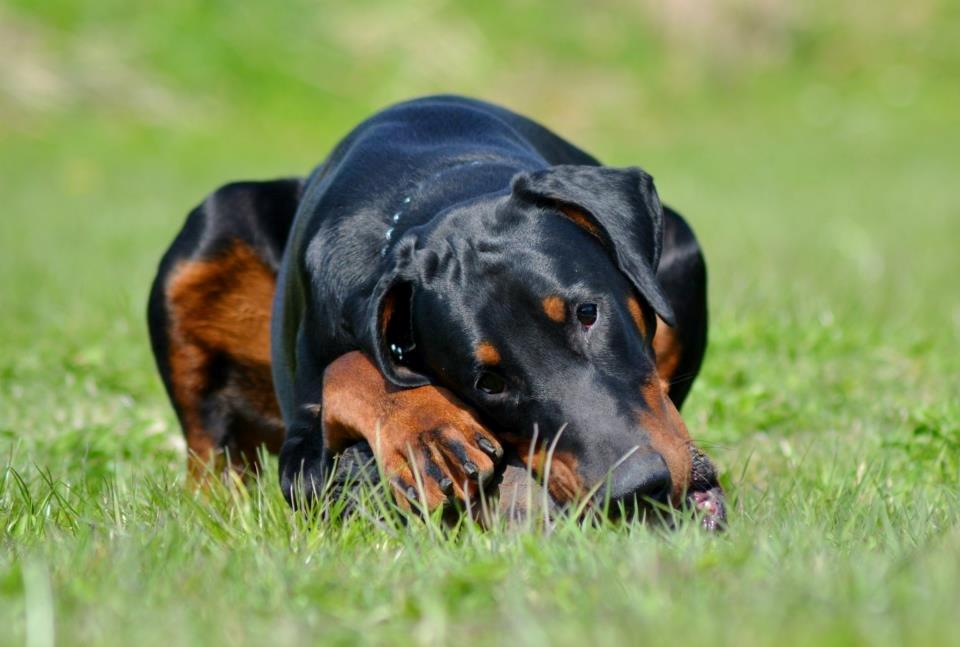 Dobermann Villy billede 25