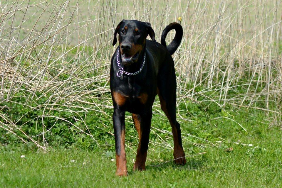 Dobermann Villy billede 26