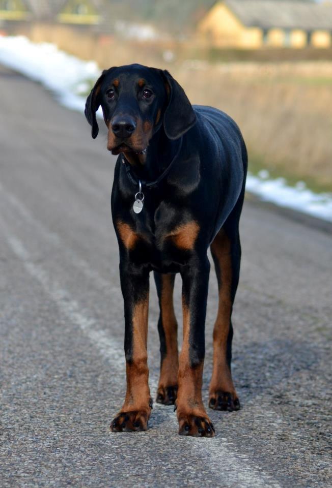 Dobermann Villy billede 27