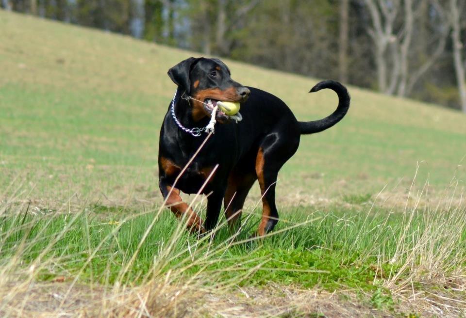 Dobermann Villy billede 28