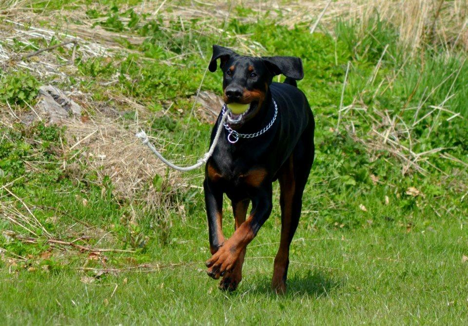 Dobermann Villy billede 29