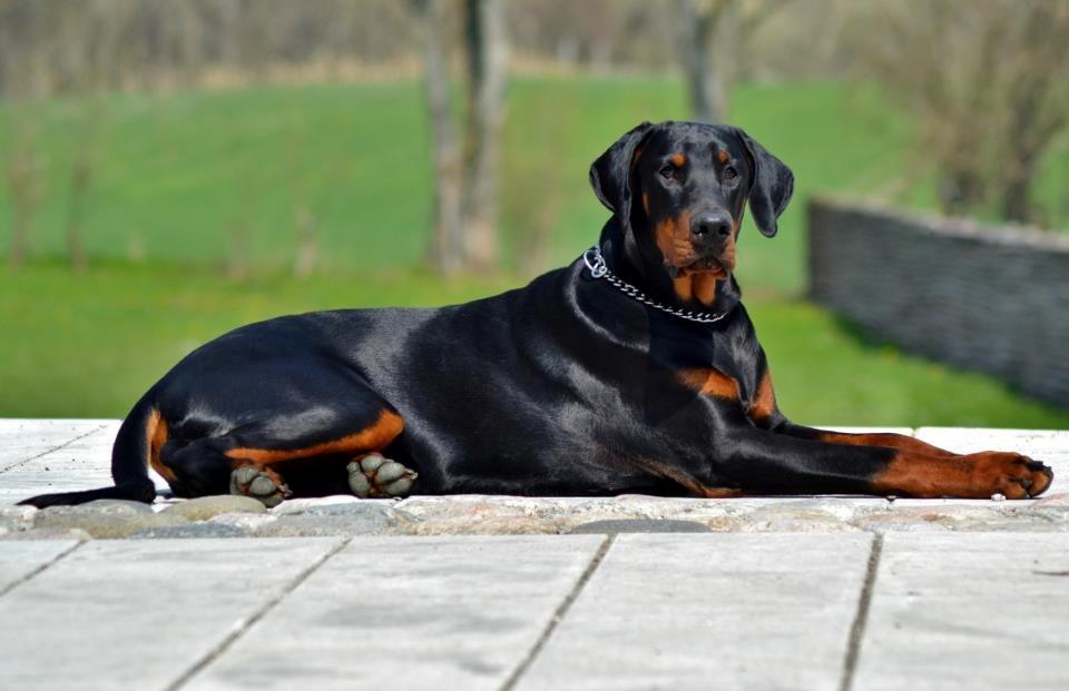 Dobermann Villy billede 30