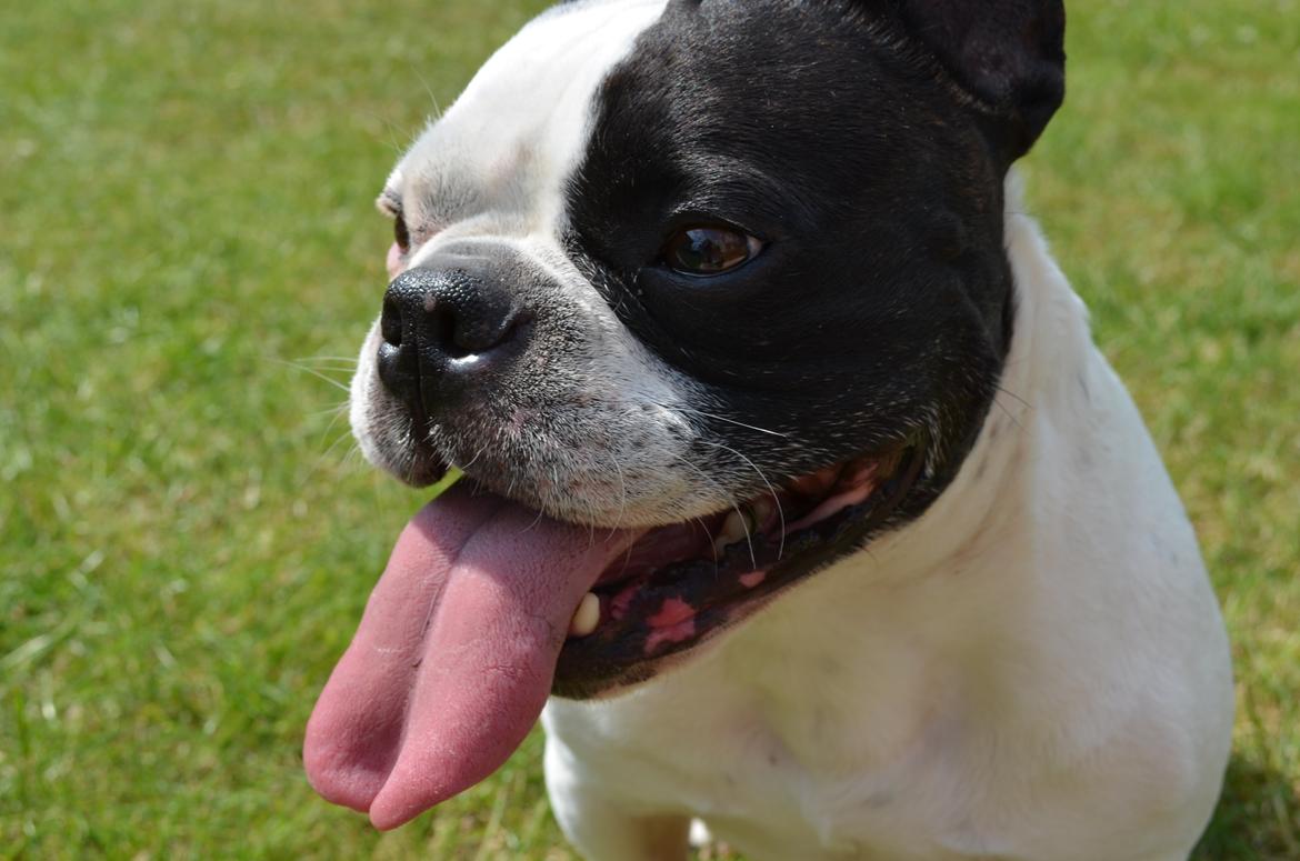 Fransk bulldog Tyson billede 18