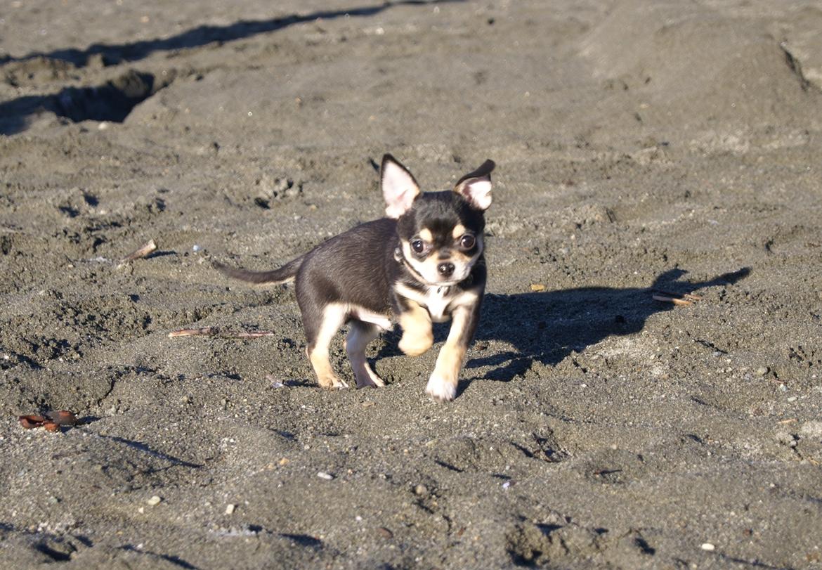 Chihuahua Yankee Prides Bon Jovi billede 2