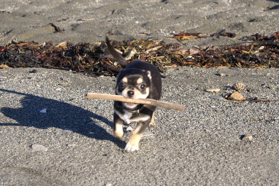 Chihuahua Yankee Prides Bon Jovi billede 3