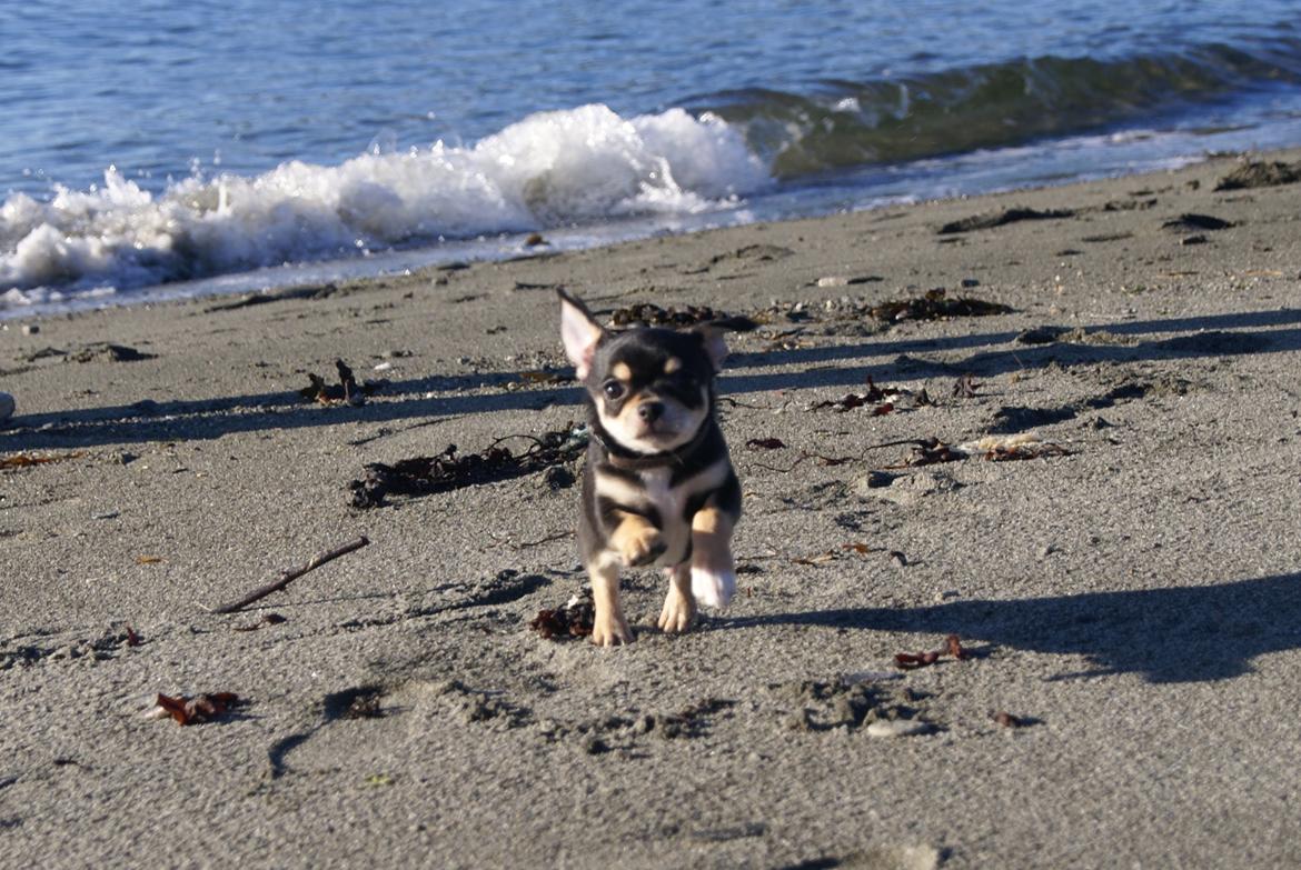 Chihuahua Yankee Prides Bon Jovi billede 4