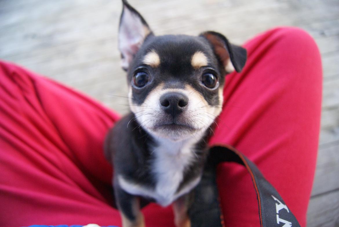 Chihuahua Yankee Prides Bon Jovi billede 5