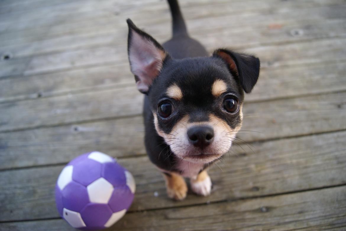 Chihuahua Yankee Prides Bon Jovi billede 1