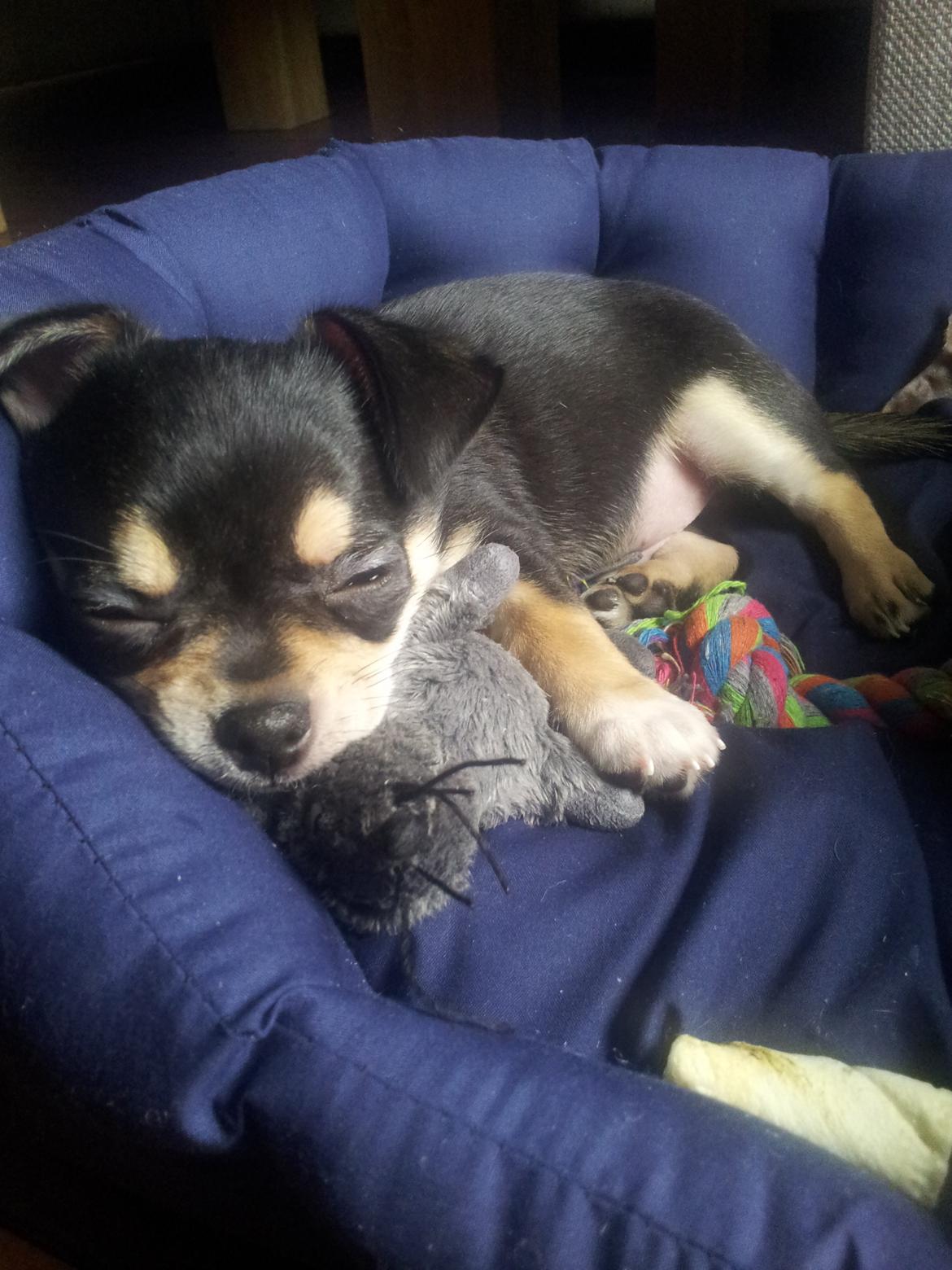 Chihuahua Yankee Prides Bon Jovi billede 6