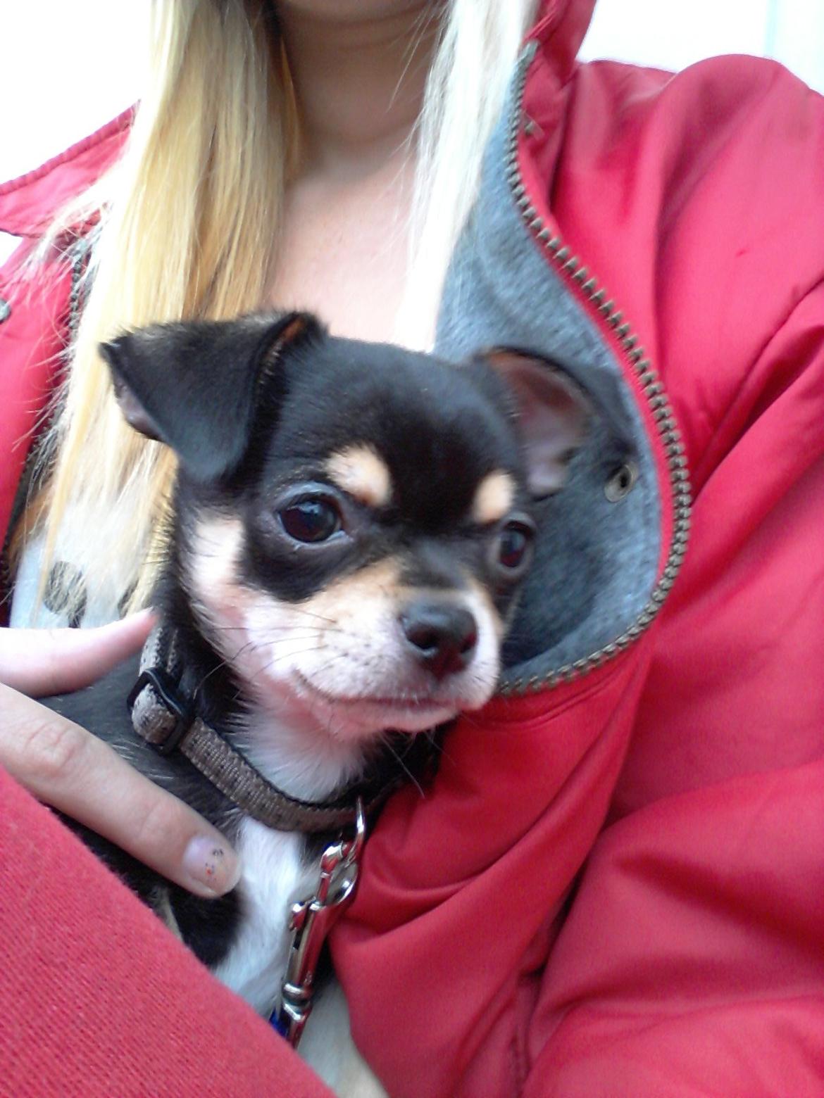 Chihuahua Yankee Prides Bon Jovi billede 7