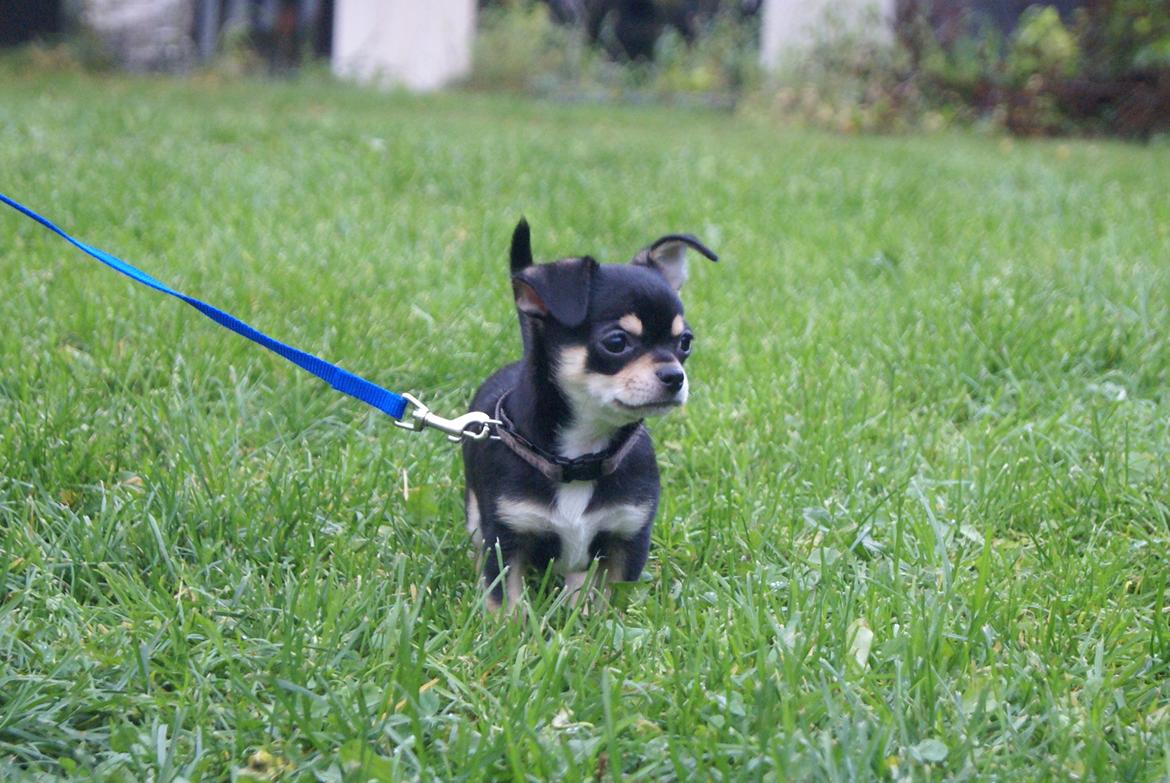 Chihuahua Yankee Prides Bon Jovi billede 8