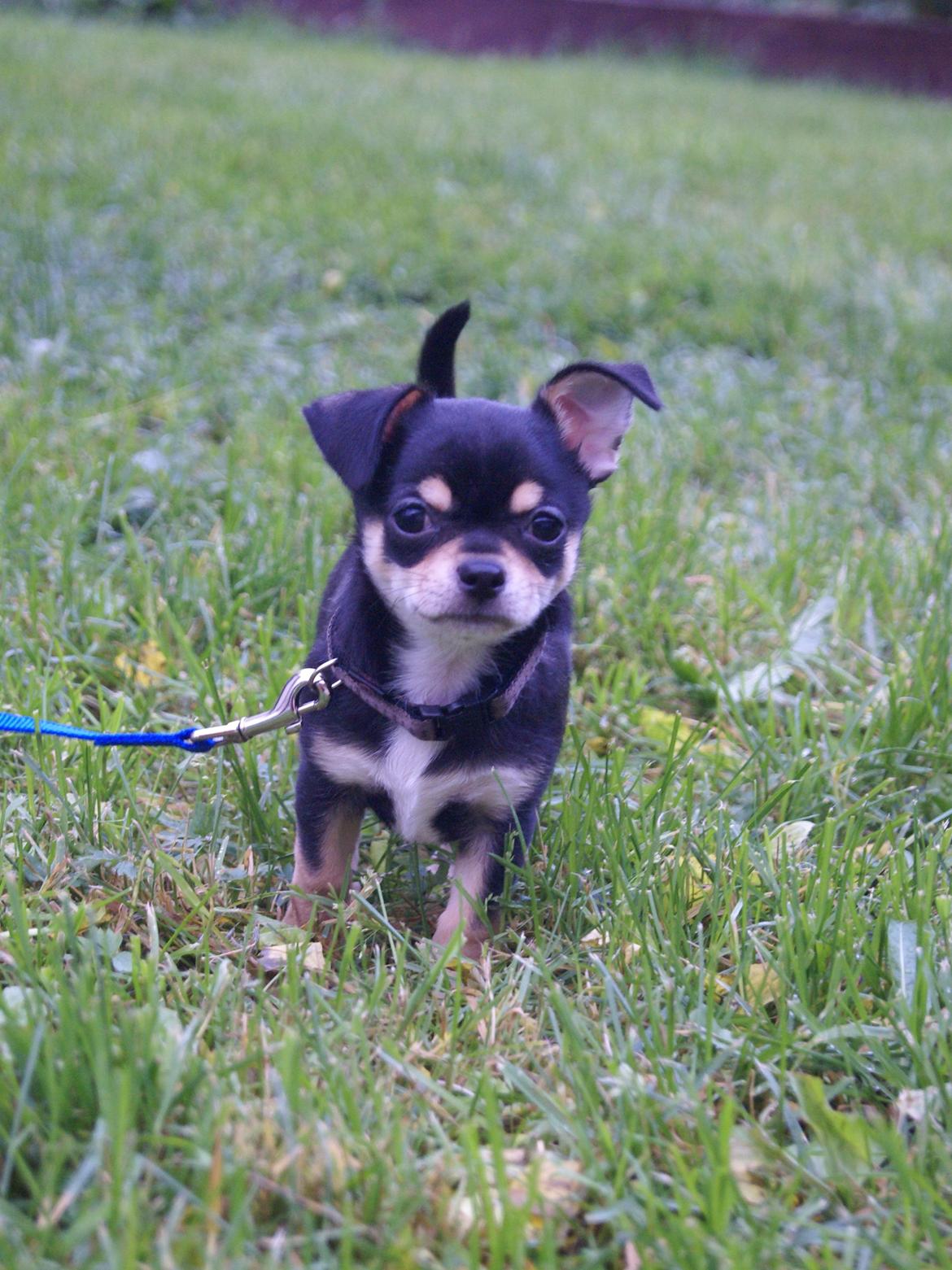 Chihuahua Yankee Prides Bon Jovi billede 9