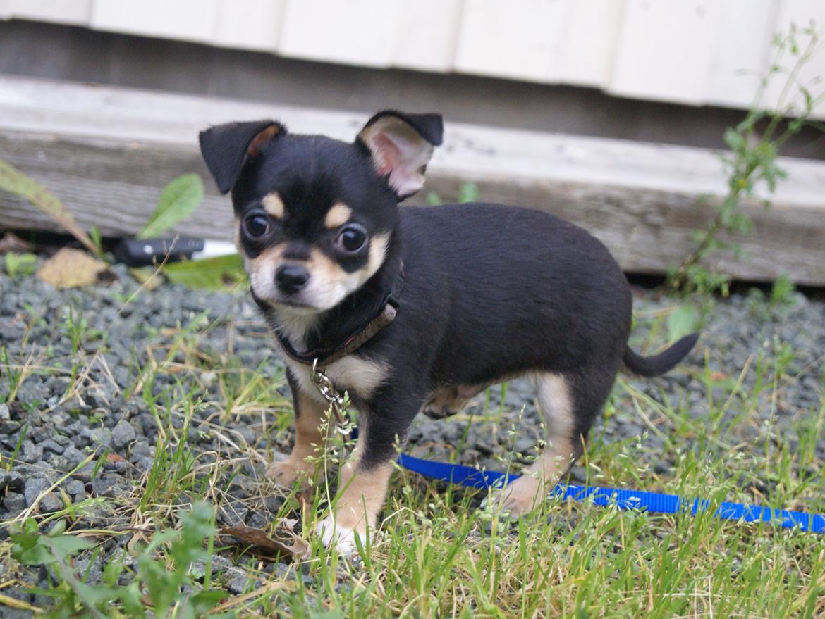 Chihuahua Yankee Prides Bon Jovi billede 10