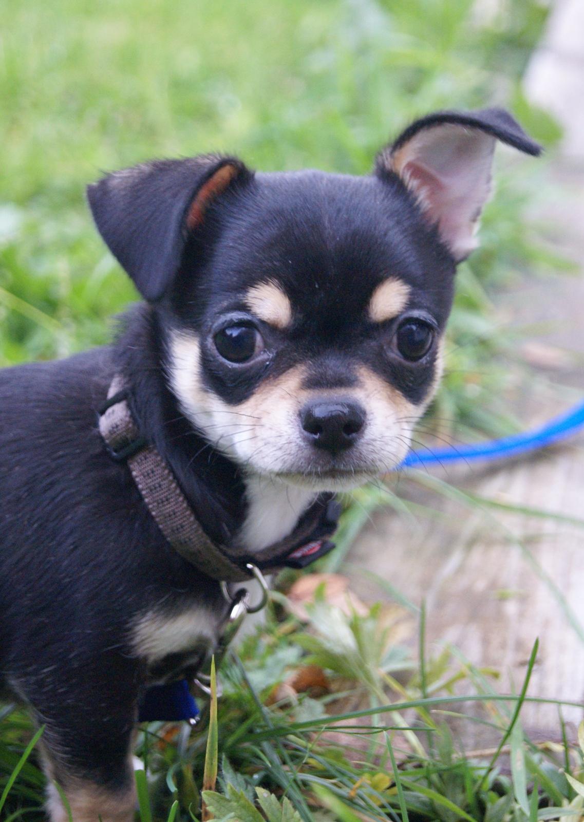 Chihuahua Yankee Prides Bon Jovi billede 11