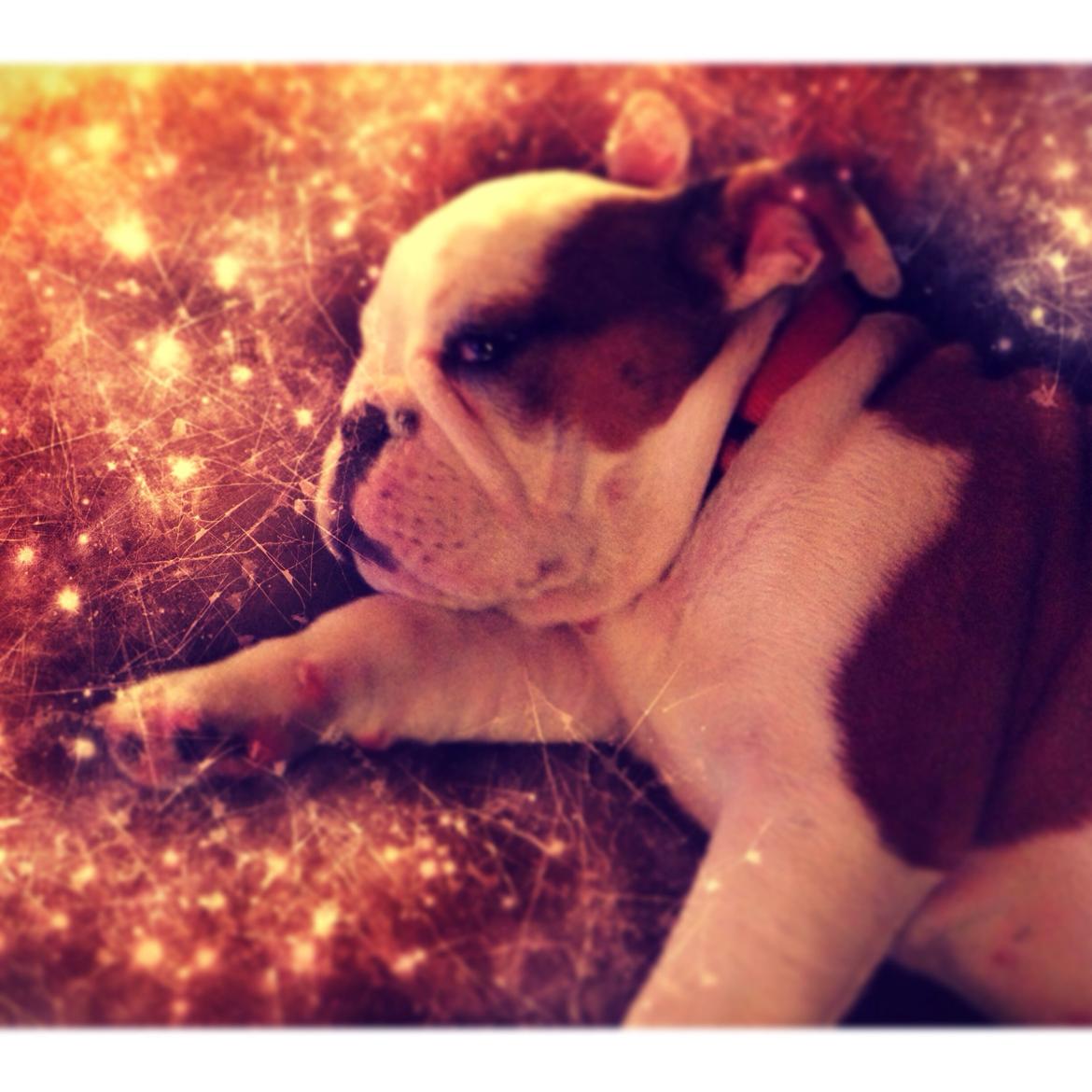 Engelsk bulldog Berta billede 10