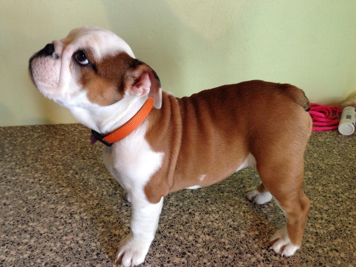 Engelsk bulldog Berta billede 11