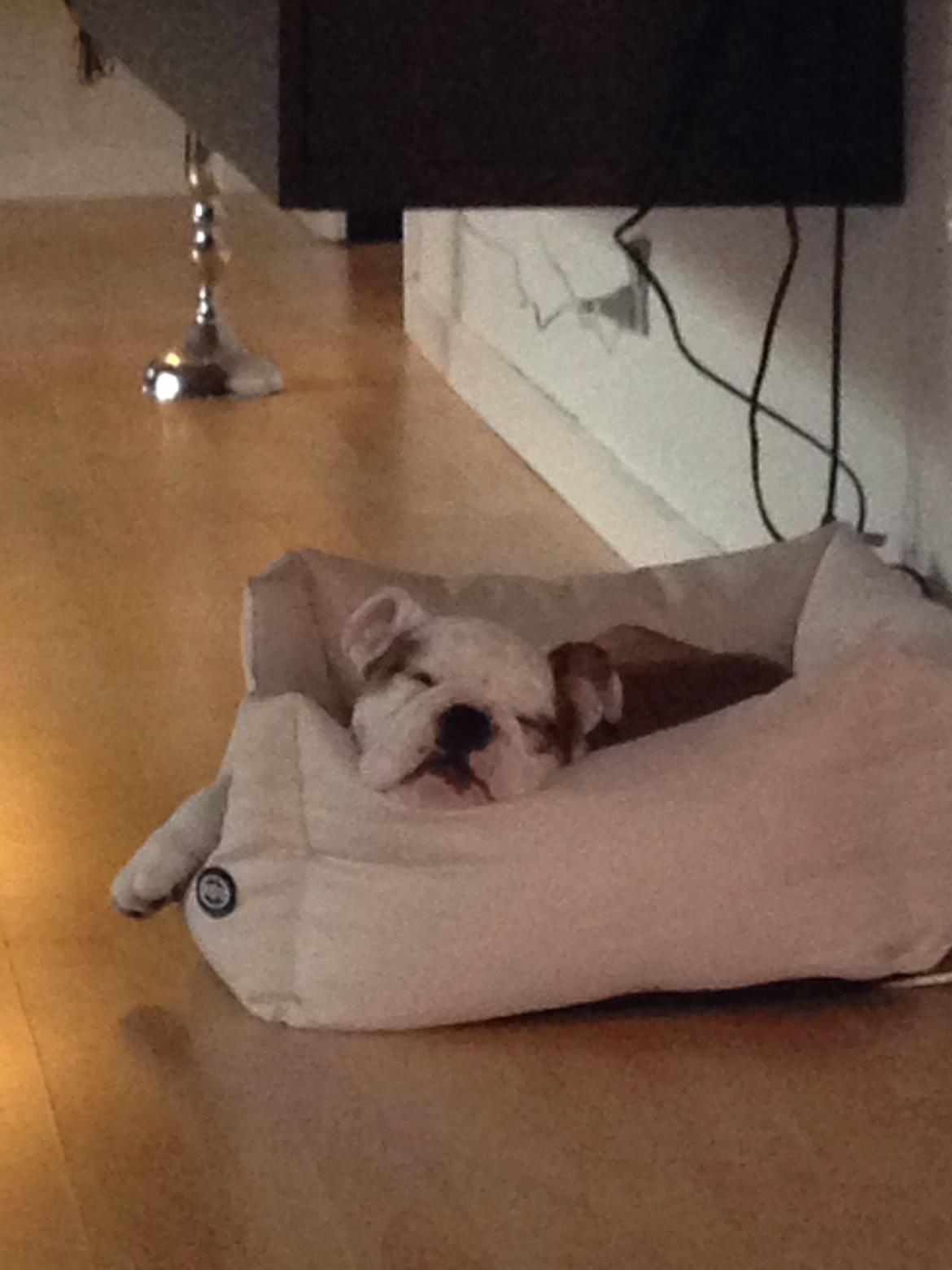 Engelsk bulldog Berta billede 12