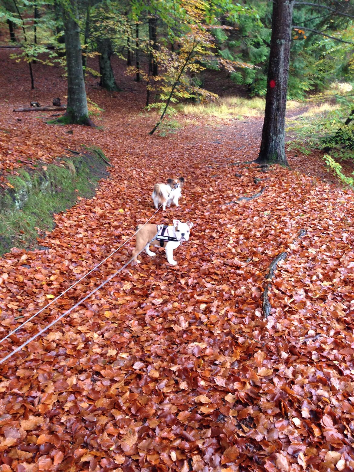 Engelsk bulldog Berta billede 13