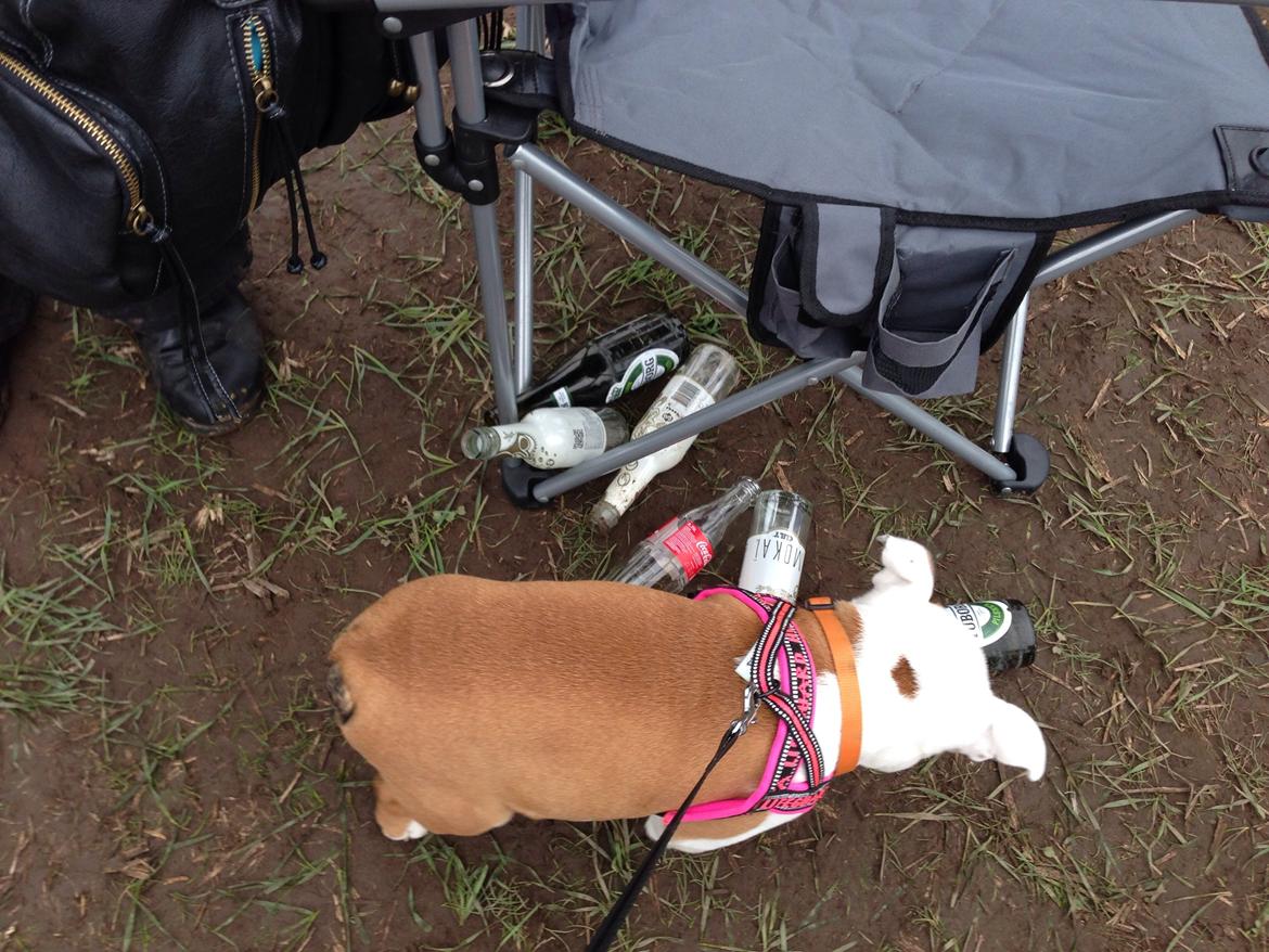 Engelsk bulldog Berta billede 14