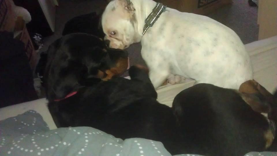 Rottweiler * Malou * billede 6