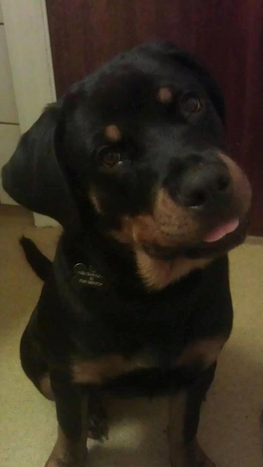 Rottweiler * Malou * billede 5