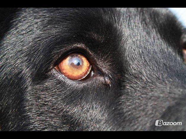 Labrador retriever Buster billede 4