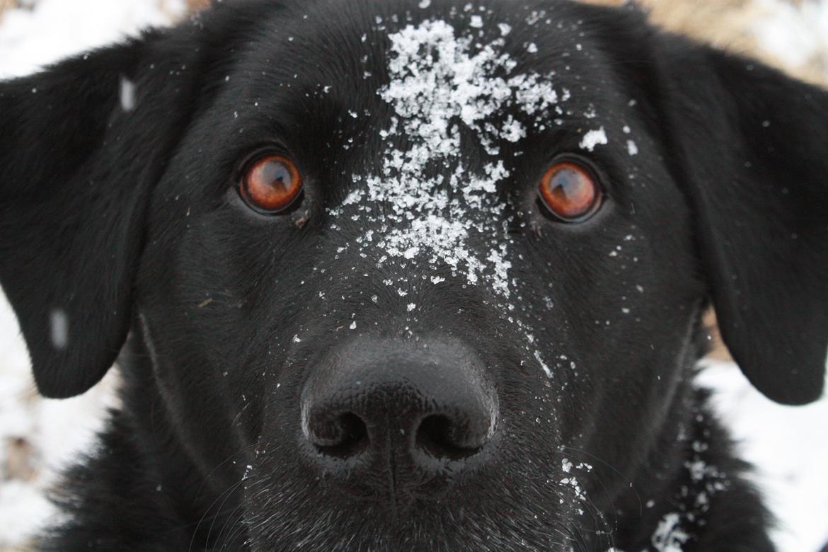 Labrador retriever Buster billede 2
