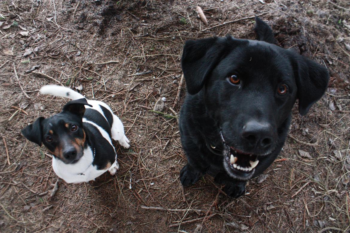 Labrador retriever Buster billede 5