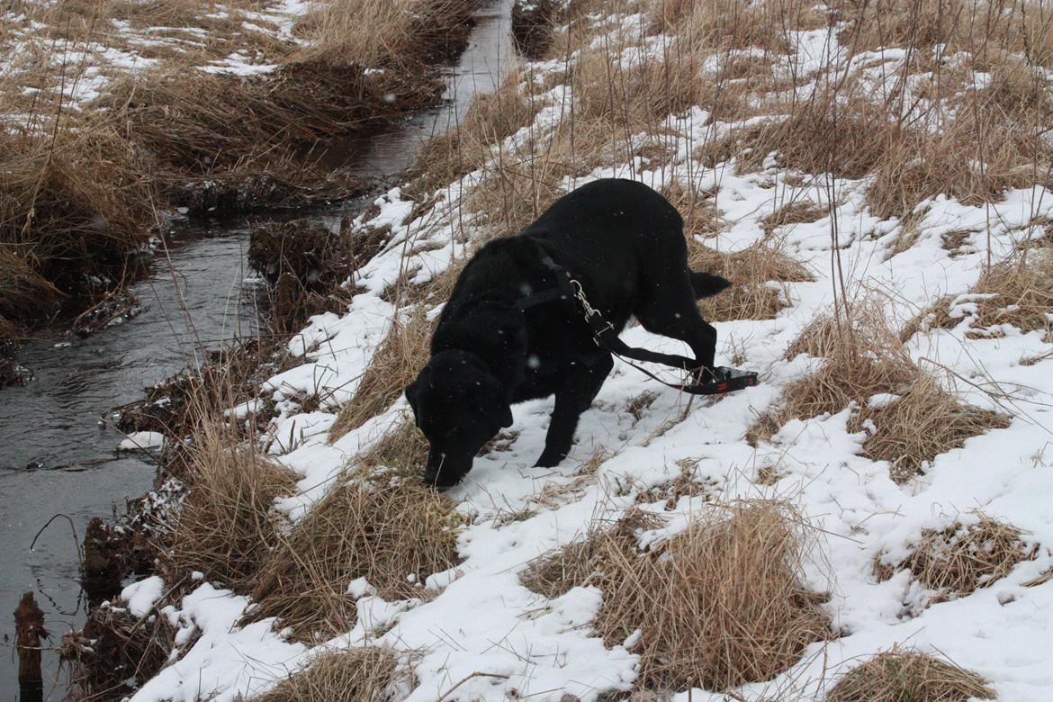 Labrador retriever Buster billede 6