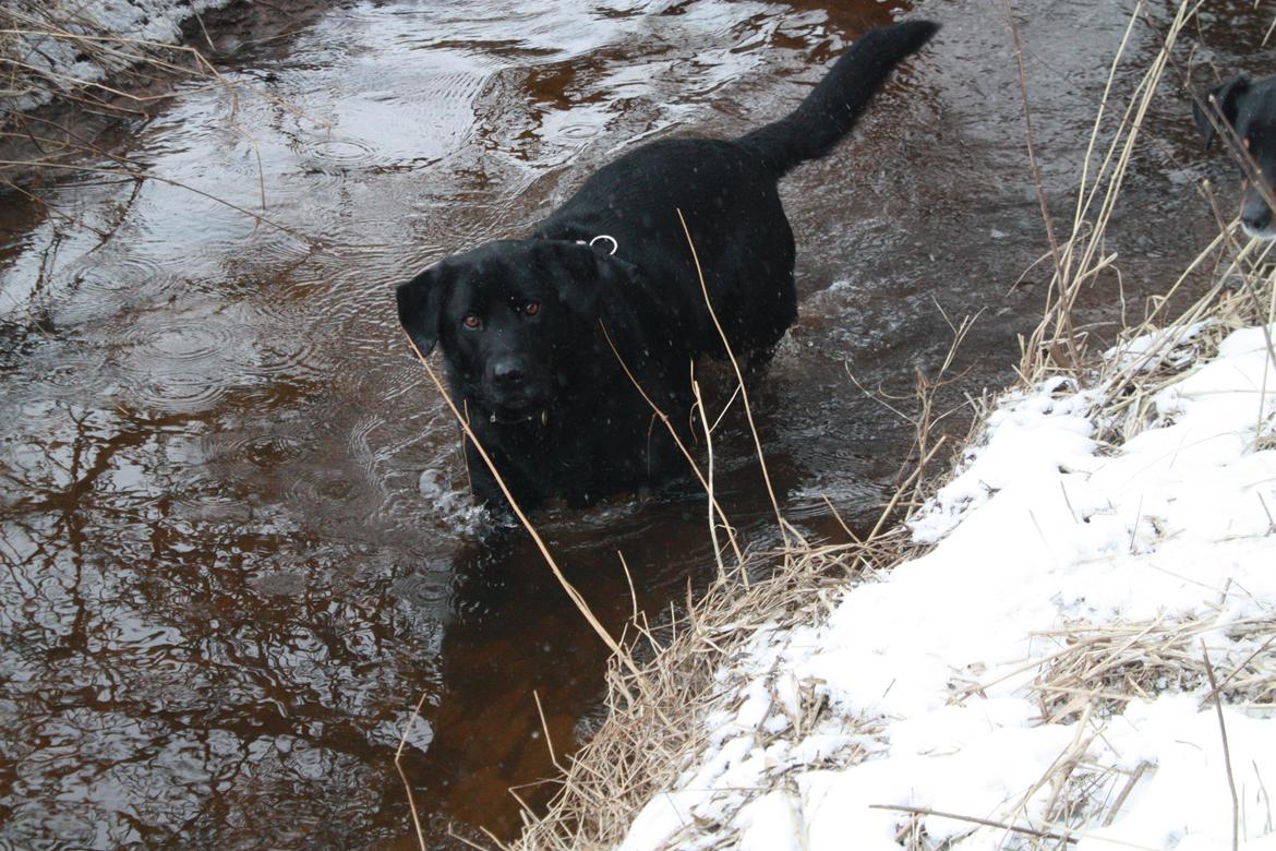 Labrador retriever Buster billede 9