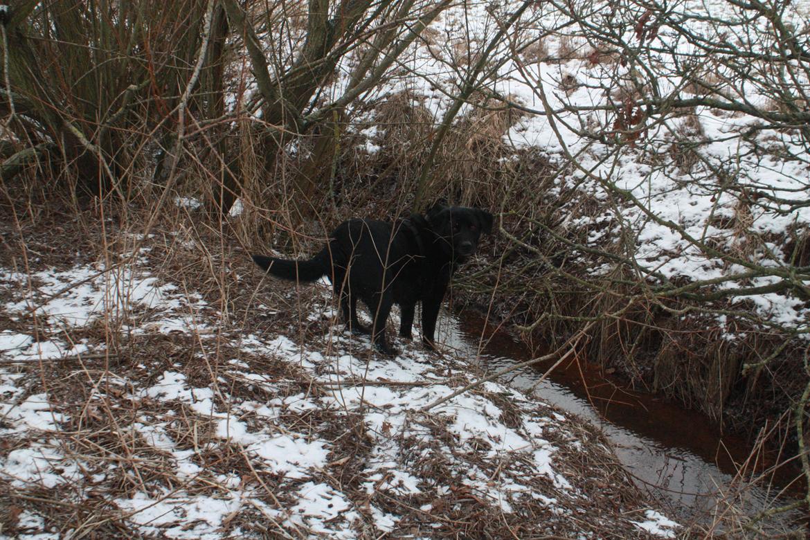 Labrador retriever Buster billede 12