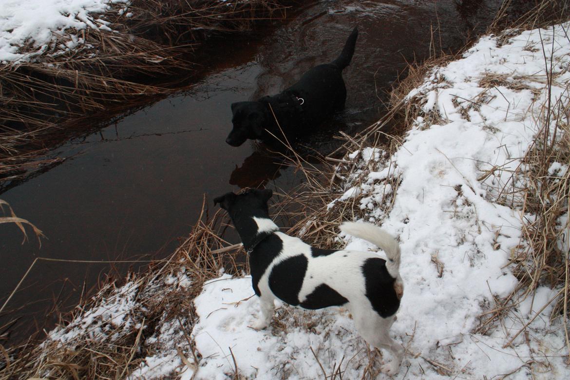 Dansk svensk gaardhund Harley Davidson billede 3