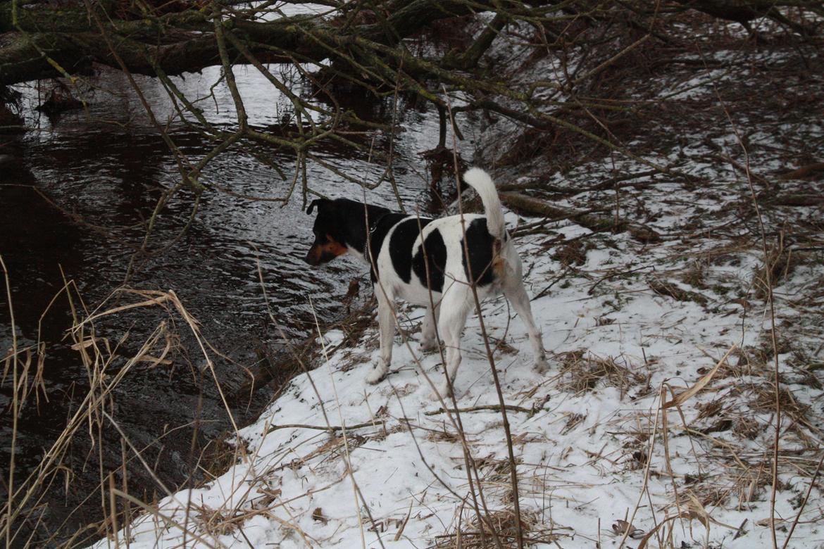 Dansk svensk gaardhund Harley Davidson billede 6