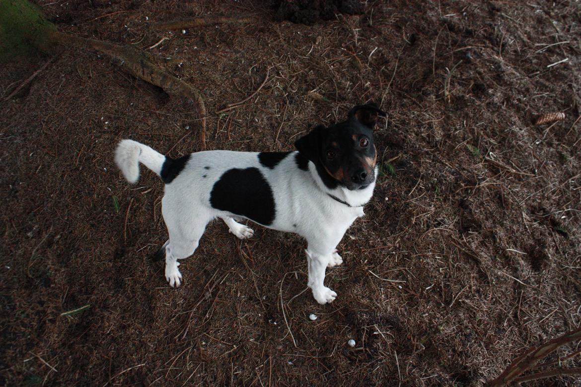 Dansk svensk gaardhund Harley Davidson billede 7