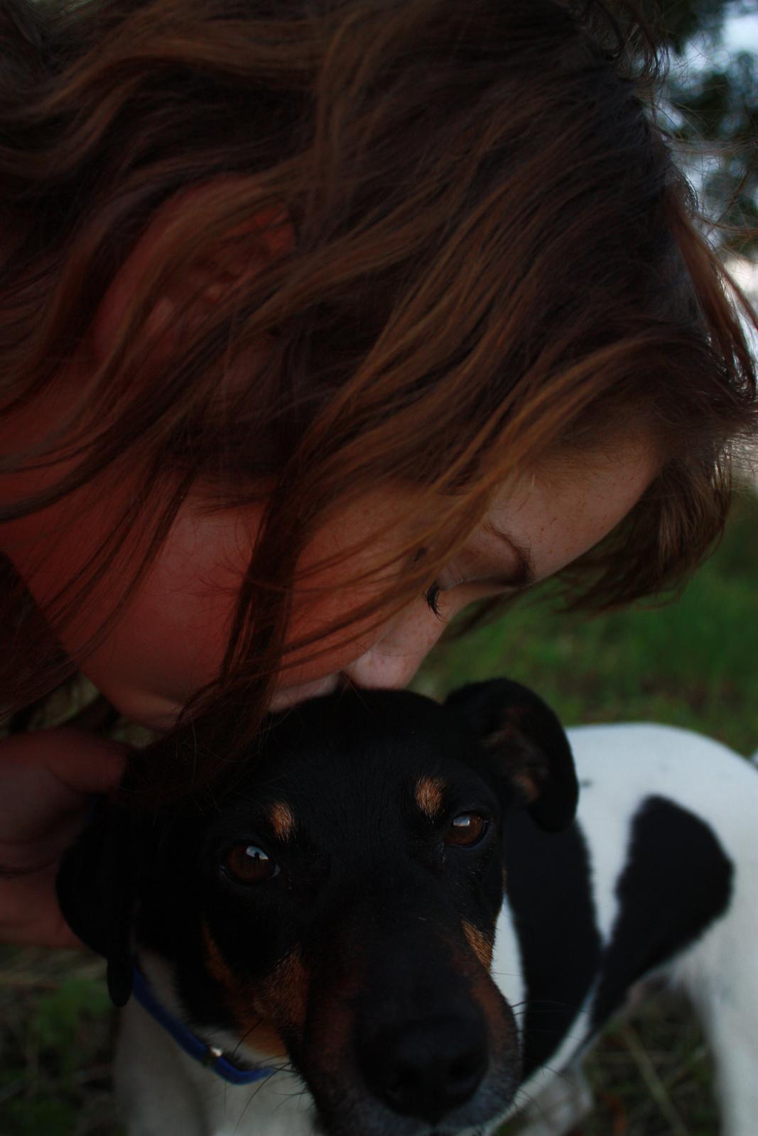 Dansk svensk gaardhund Harley Davidson billede 8