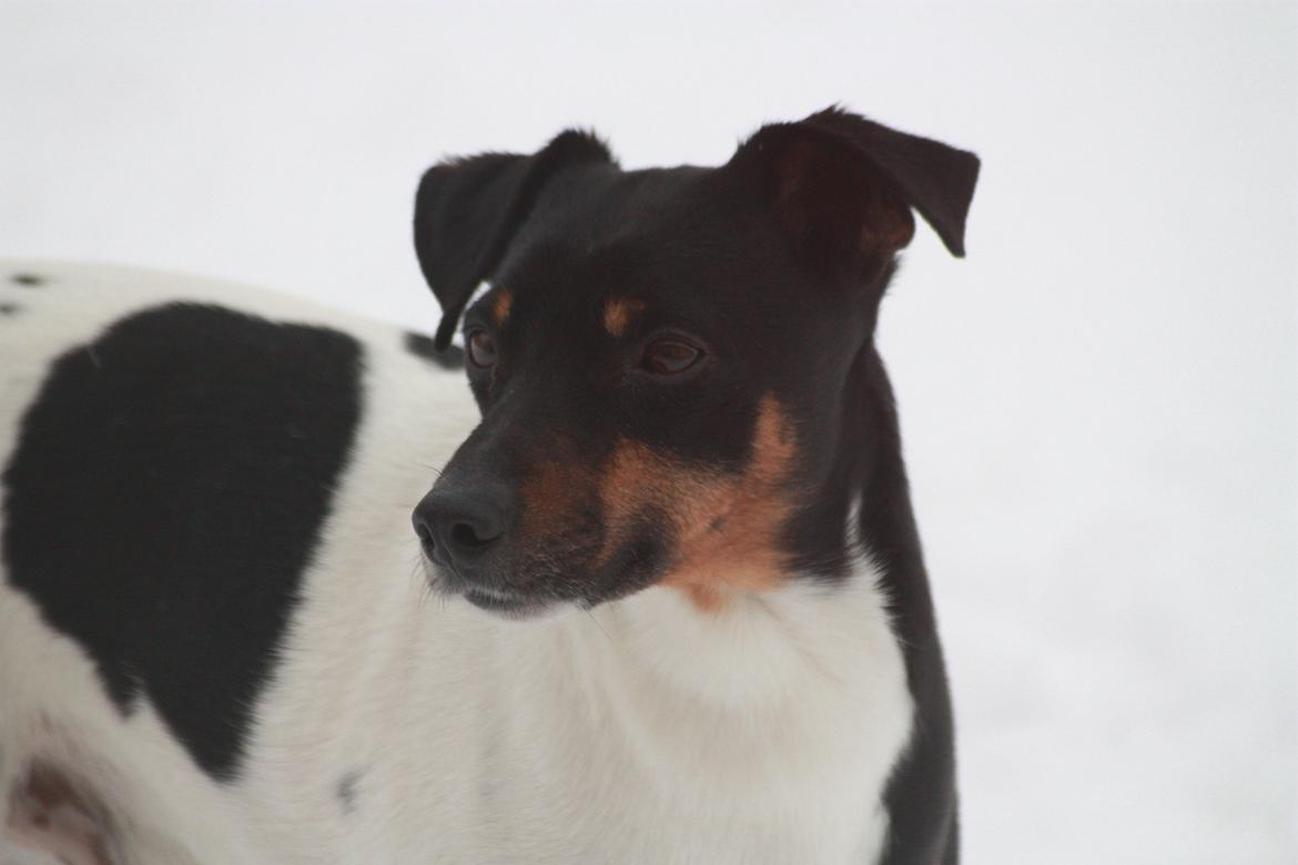 Dansk svensk gaardhund Harley Davidson billede 5