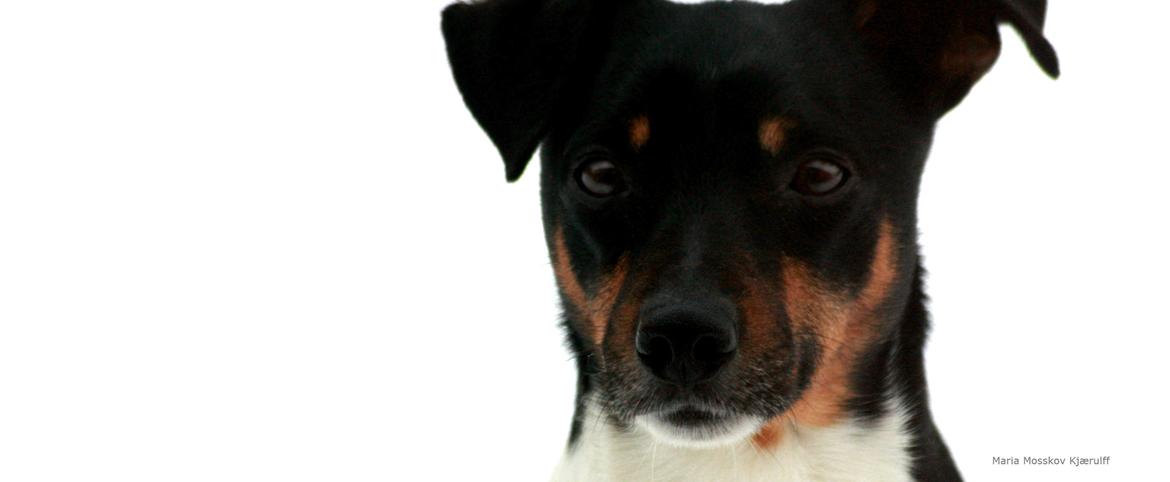 Dansk svensk gaardhund Harley Davidson billede 1