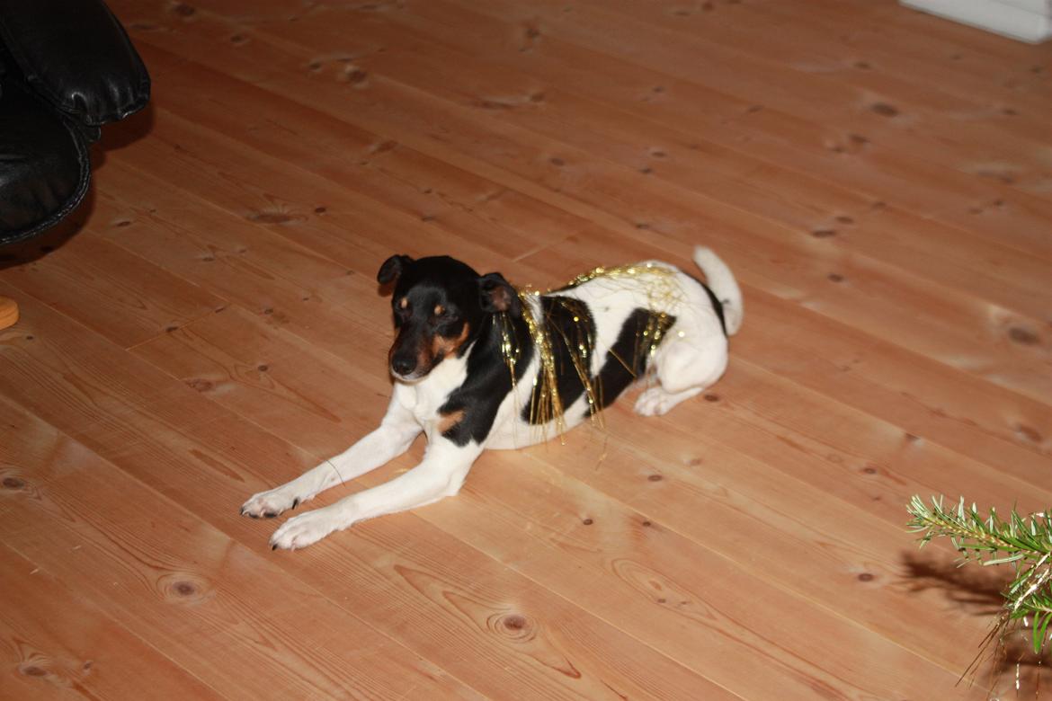 Dansk svensk gaardhund Harley Davidson billede 9