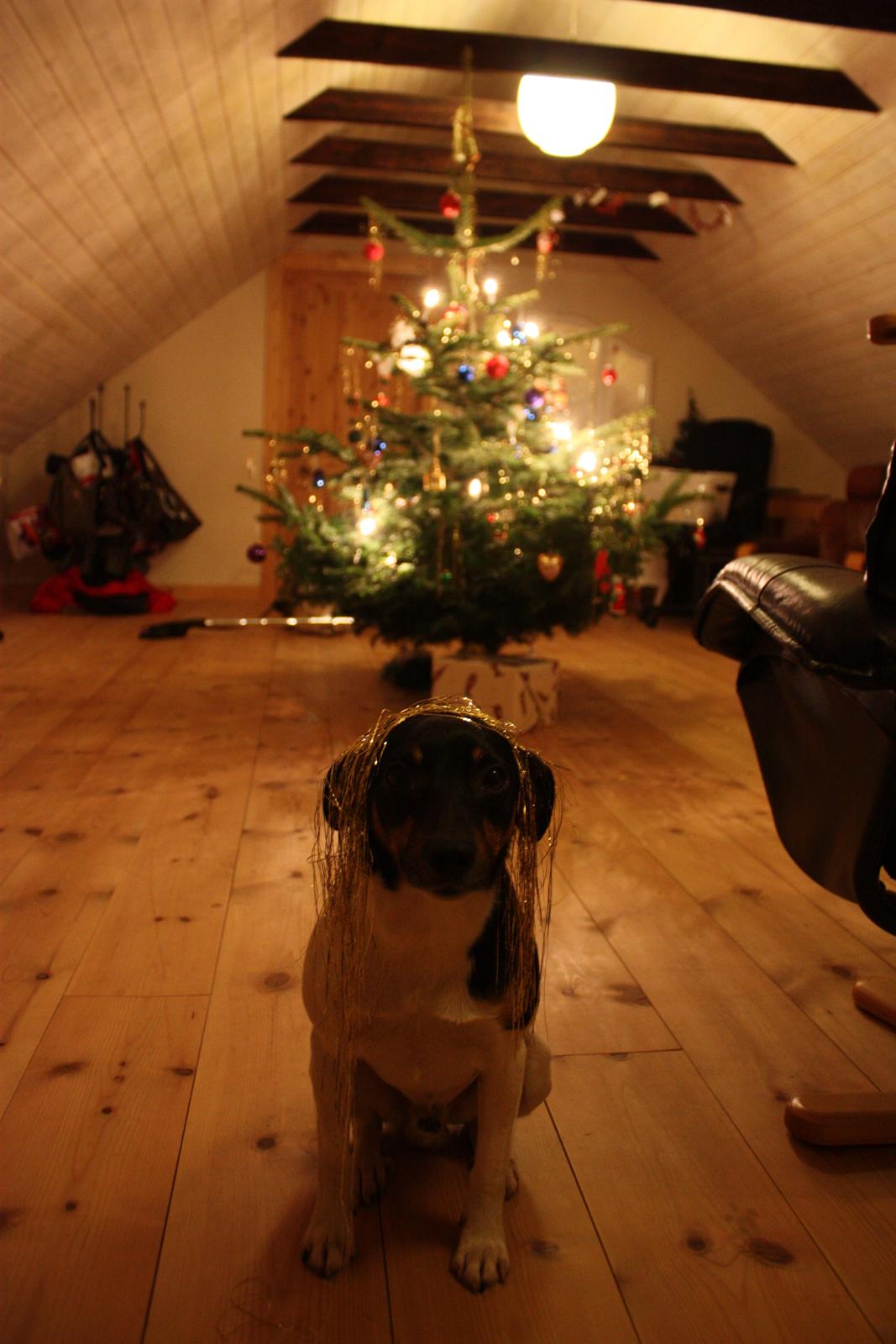 Dansk svensk gaardhund Harley Davidson - Juleaften 2013 billede 4