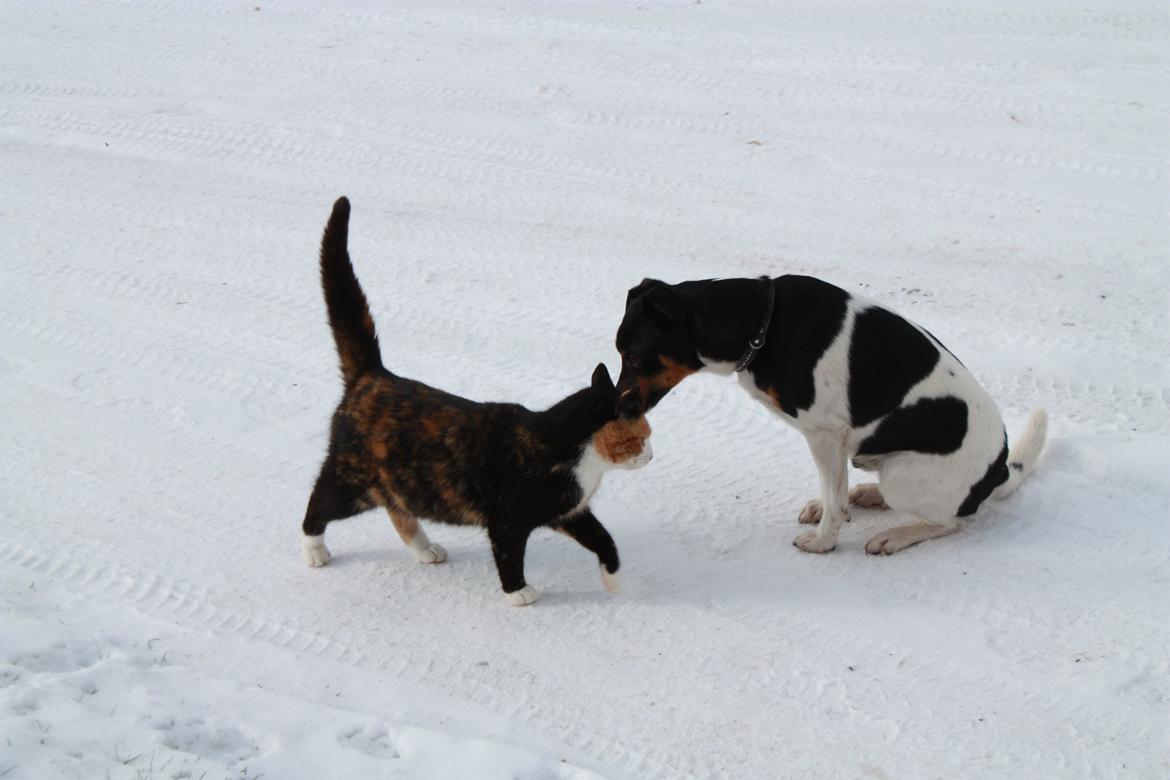Dansk svensk gaardhund Harley Davidson billede 10