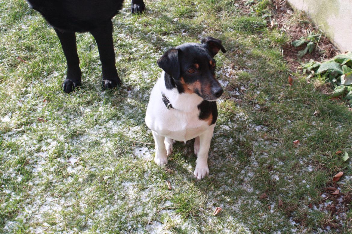 Dansk svensk gaardhund Harley Davidson billede 11