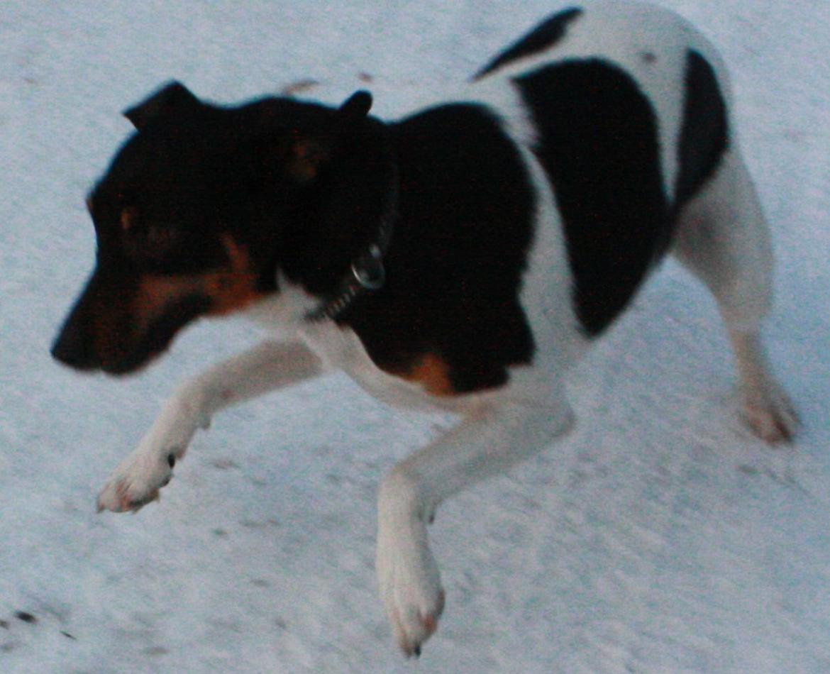 Dansk svensk gaardhund Harley Davidson billede 12