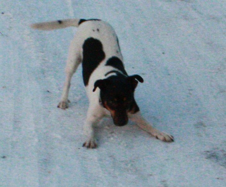 Dansk svensk gaardhund Harley Davidson billede 13