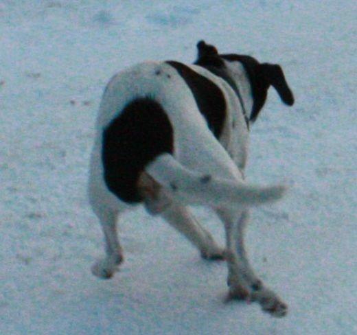 Dansk svensk gaardhund Harley Davidson billede 14