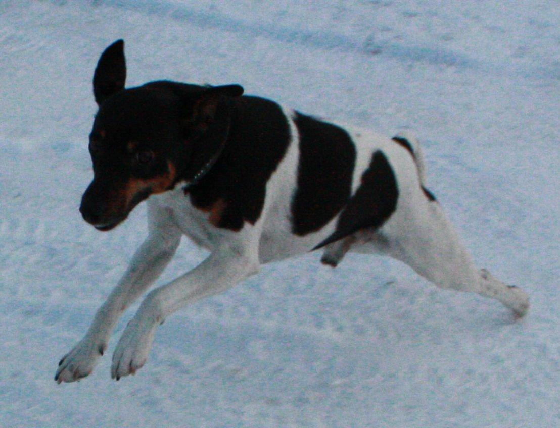 Dansk svensk gaardhund Harley Davidson billede 15