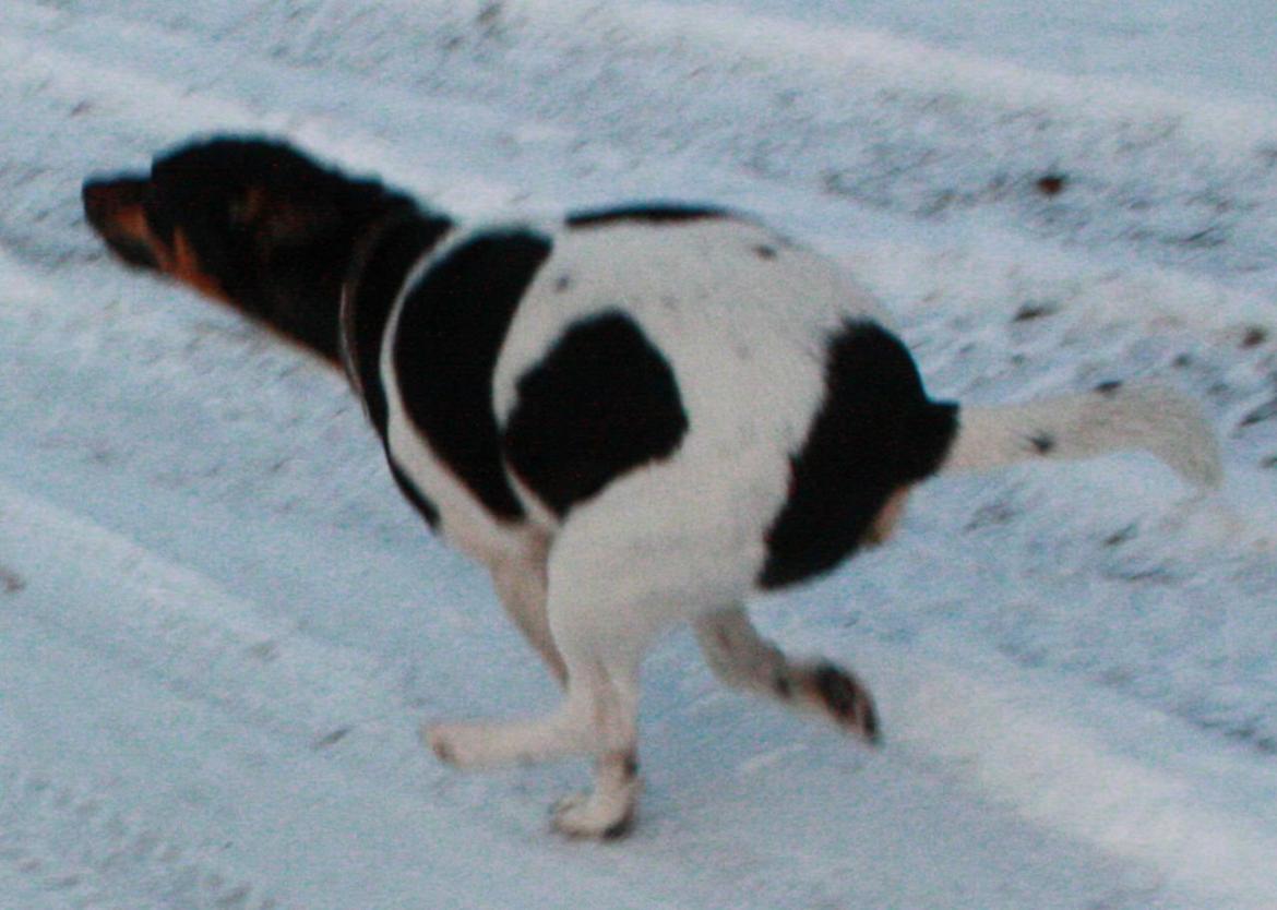 Dansk svensk gaardhund Harley Davidson billede 16