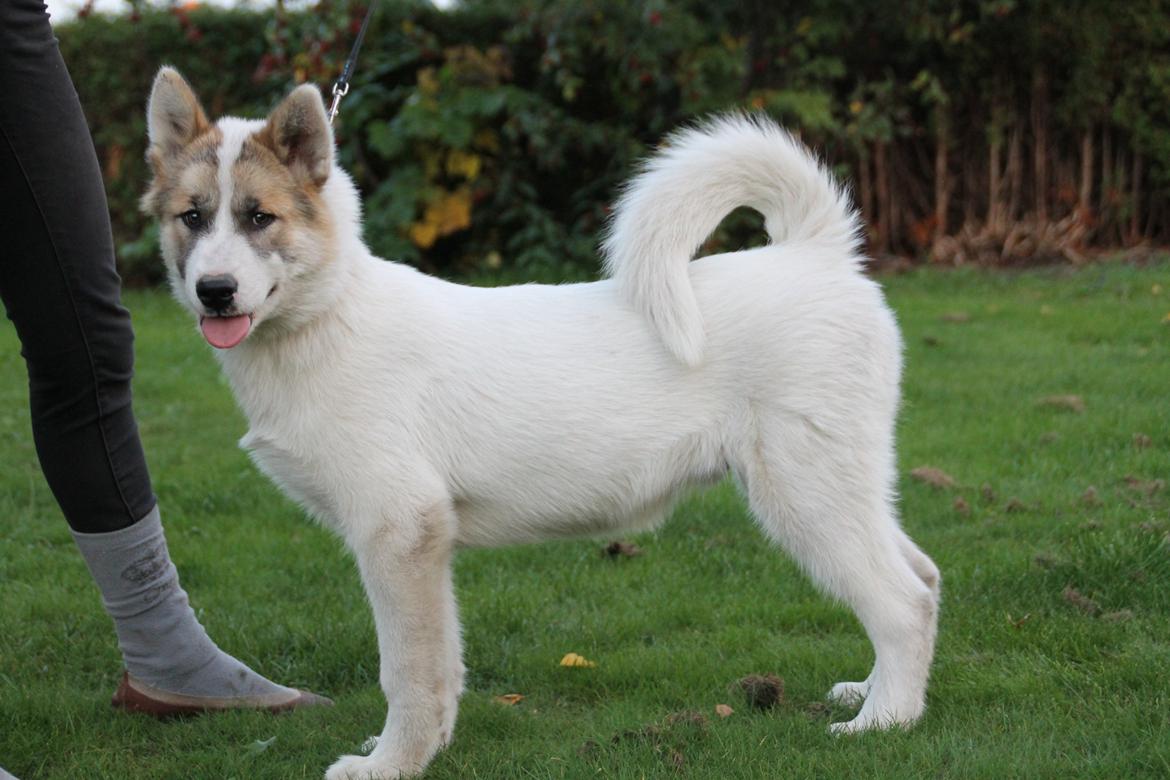 Grønlandshund Arfernat Nukik billede 1