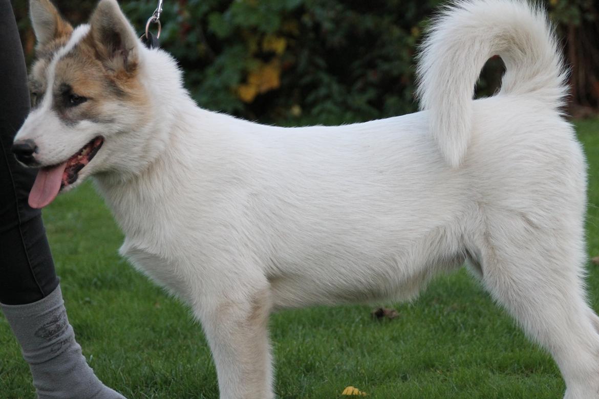 Grønlandshund Arfernat Nukik billede 2