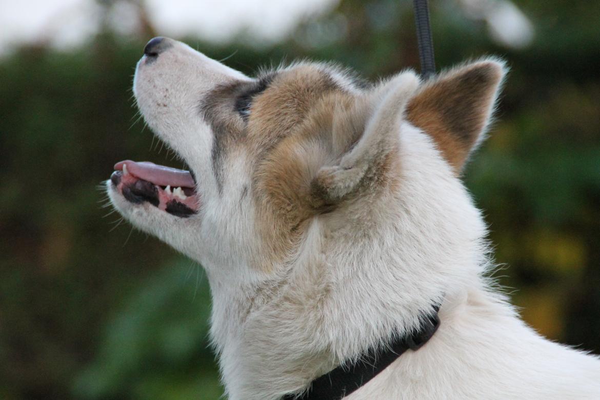 Grønlandshund Arfernat Nukik billede 3