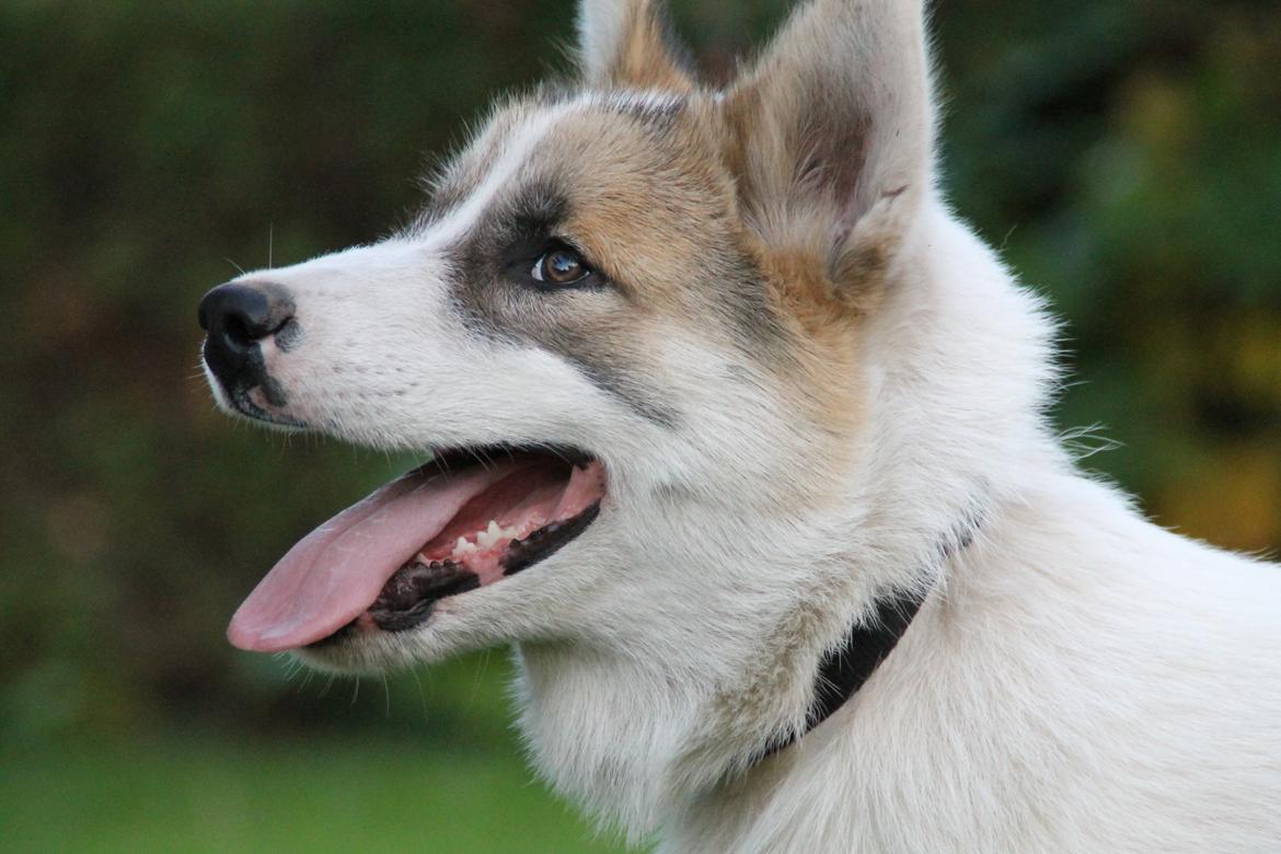 Grønlandshund Arfernat Nukik billede 4